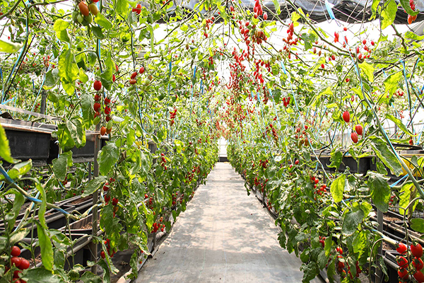 優恩蜜觀光果園番茄隧道 (圖片來源／優恩蜜溫室蔬果觀光果園)