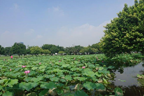 荷花盛開期可持續至7月底。（圖片來源/新北市政府)