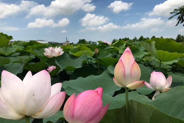 中社千坪荷花盛開  繽紛夏日花海賞花優惠