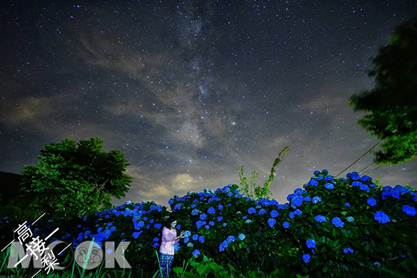 繡球花名所正盛開  夜賞花牆銀河美景