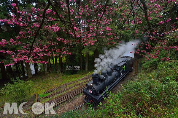 櫻花季時的小火車身影。(圖片提供／漫步在雲端的阿里山)