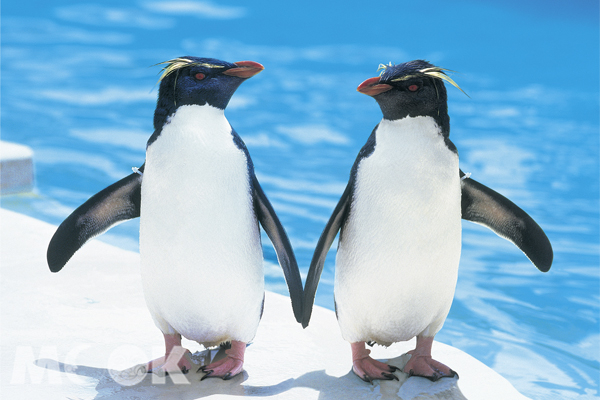 京急油壺海洋公園的企鵝們。(圖片來源/神奈川縣台灣觀光推廣)