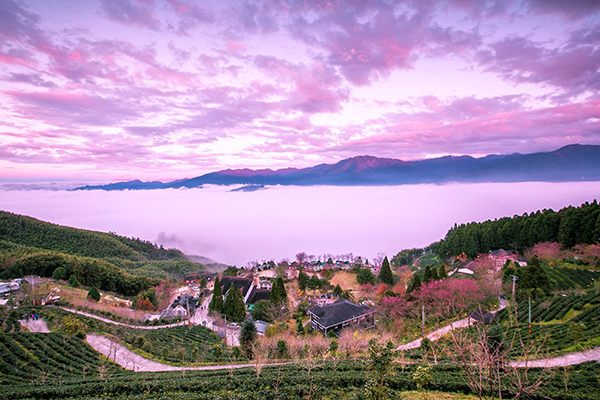 山上人家森林農場極致美景 (圖片來源／山上人家森林農場)