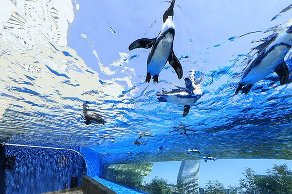 企鵝在空中飛  日本水族館打造空中泳池