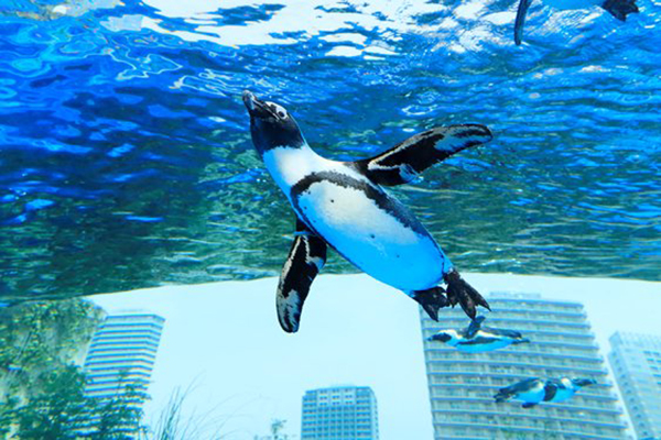 陽光水族館新展示主題「天空企鵝」