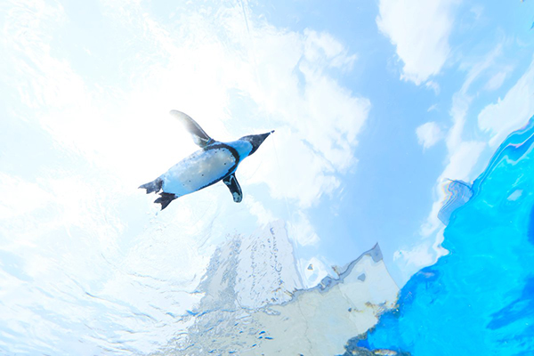 陽光水族館「天空企鵝」，彷彿黑腳企鵝展翅翱翔在城市的天空中