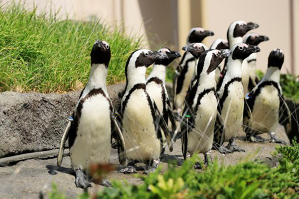陽光水族館新展示主題「草原企鵝」