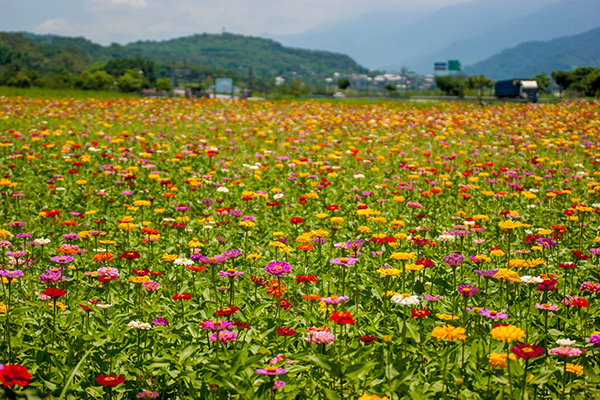 賞花海再看大地穀倉新地標  富里三大景點推薦