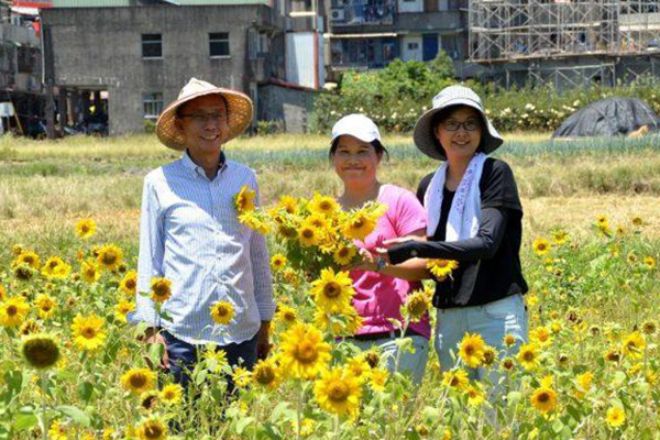 米香園區在5分地大的農地，栽種了約1萬5千朵的向日葵 (圖／三星鄉公所)