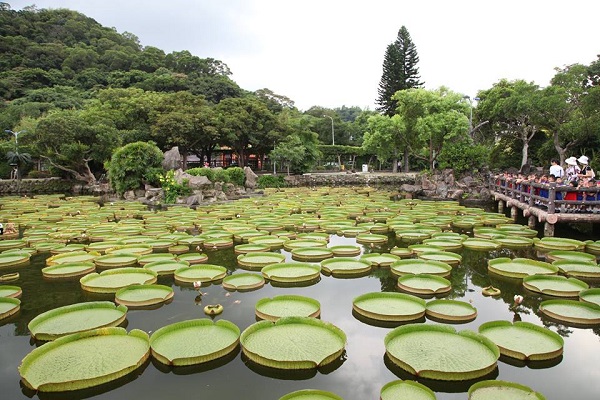 北市雙溪公園的水池面現在漂浮著一株株「大王蓮」。（圖 / 台北旅遊網)