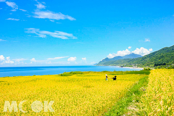 金黃稻海渲染海岸  新社梯田壯觀之美