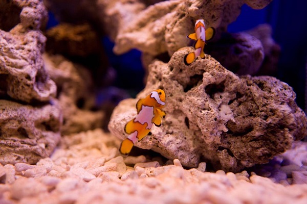 目前可繁殖15種小丑魚(包含5種台灣小丑魚)。(圖 /台東海洋夢想館)