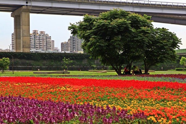 介於華翠大橋與光復大橋之間的蝴蝶公園，在蝶狀步道中種植了20萬株花草。(圖 / 新北市政府)