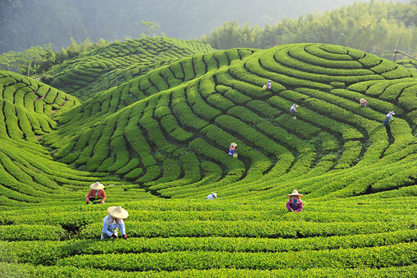 軟鞍八卦茶園 (圖／南投縣政府)