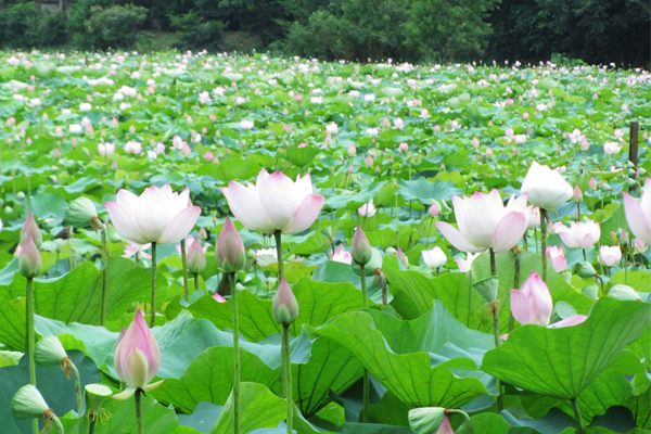 全台最大荷花池盛開  圓弧景觀橋免費賞景