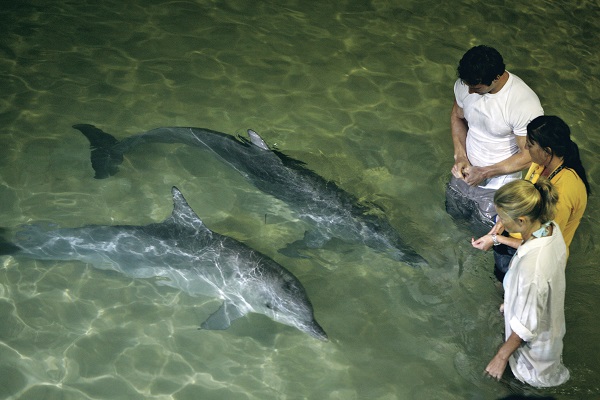 餵食野生海豚是摩頓島上的獨特體驗（圖／昆士蘭旅遊及活動推廣局）