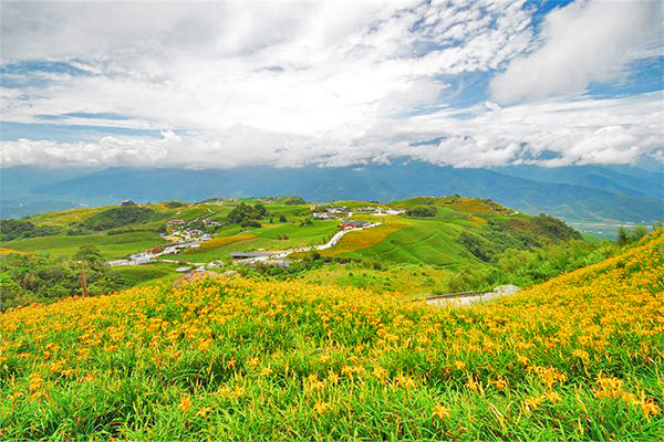 不只六十石山賞花海  全台五大金針花景點