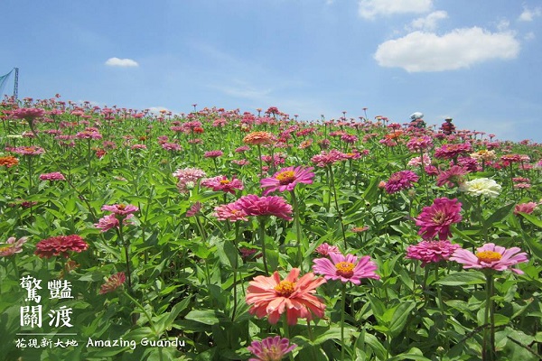 關渡花海節8月開跑至明年（圖／驚艷關渡 花現新大地 2017關渡花海節）