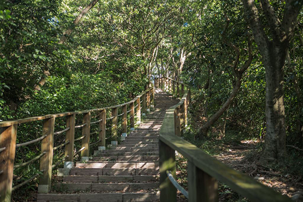 羊稠森林林蔭步道 (圖／桃園市政府)