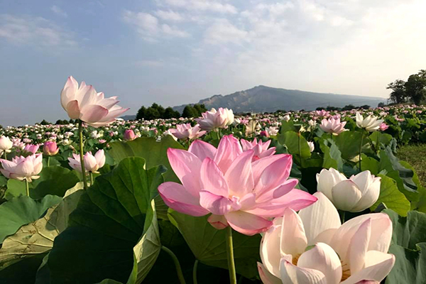 中社荷花綻放 (圖／中社觀光花市)