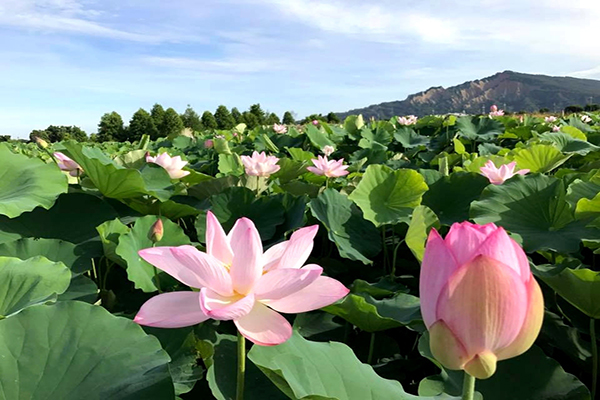 中社荷花綻放 (圖／中社觀光花市)