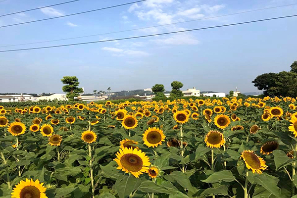 中社向日葵花海綻放 (圖／中社觀光花市)