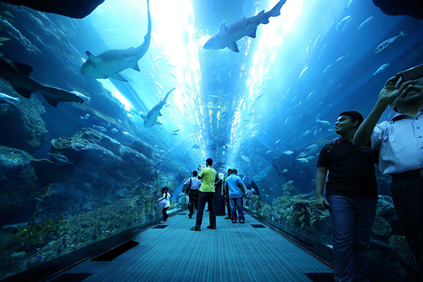 杜拜海生館 (圖／The Dubai Mall)