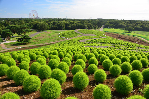 日立海濱公園掃帚草花海 (圖／國營日立海濱公園)