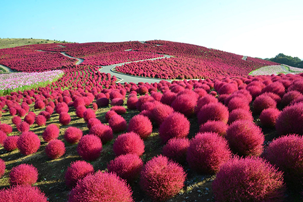 日立海濱公園掃帚草花海10月盛開期 (圖／國營日立海濱公園)