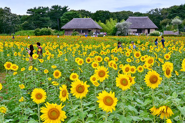 日立海濱公園向日葵花海 (圖／國營日立海濱公園)