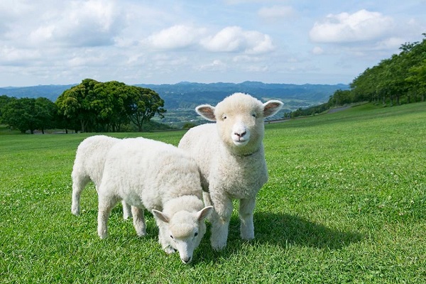 母親農場讓遊客可以與動物近距離接觸（圖／母親農場）