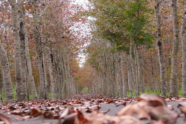 到了秋天也有美麗的楓香自行車大道可以騎車賞楓（圖／大農大富平地森林園區）