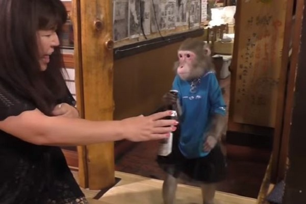 栃木縣宇都宮市酒館讓小獼猴當服務生引發熱門話題（圖／Choudenman）