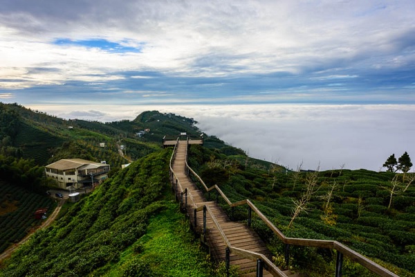 鹿谷鄉的大崙山銀杏林，氣候涼爽、終年雲霧遼繞，十分優美（圖／台中市政府）