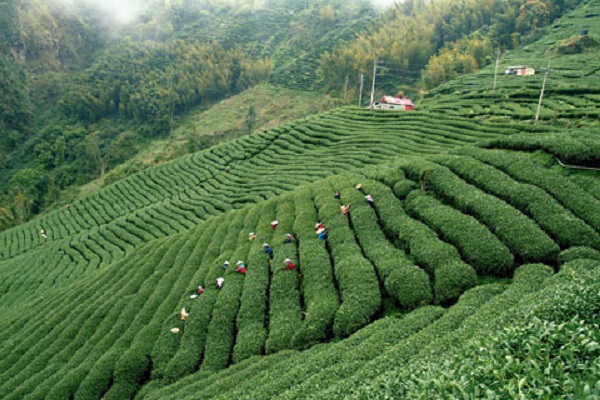 大崙山銀杏林周邊是著名的杉林溪高山茶的專業區，別有茶園風景（圖／南投縣政府）