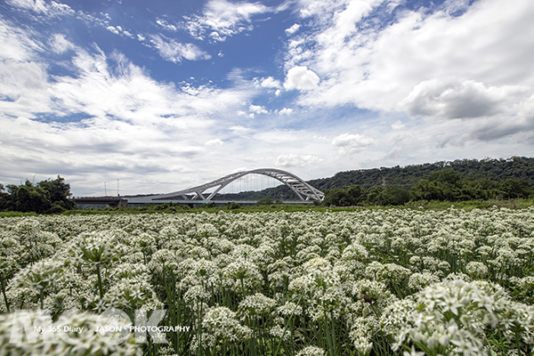 浪漫韭菜花海盛開  大溪九月雪季節限定