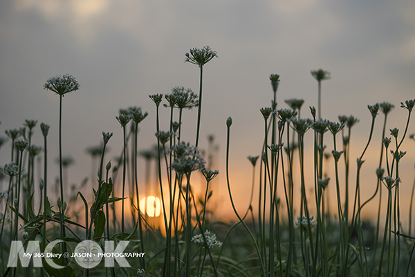 大溪韭菜花田 (圖／鄭傑森)