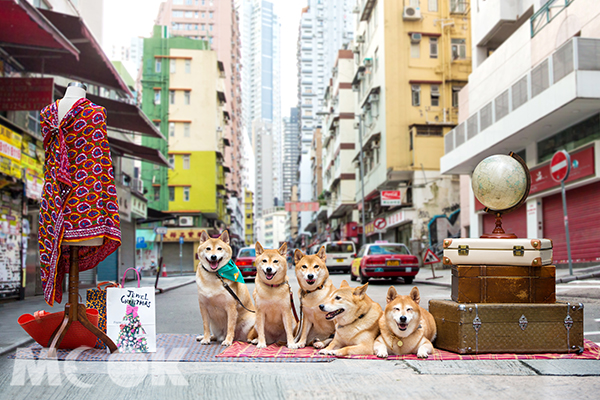 「WE5」家族成員有：（左起）爸爸Yakult、姐姐Mochi、妹妹Mini、哥哥Toro及媽媽Yobi。 (圖／香港旅遊局)