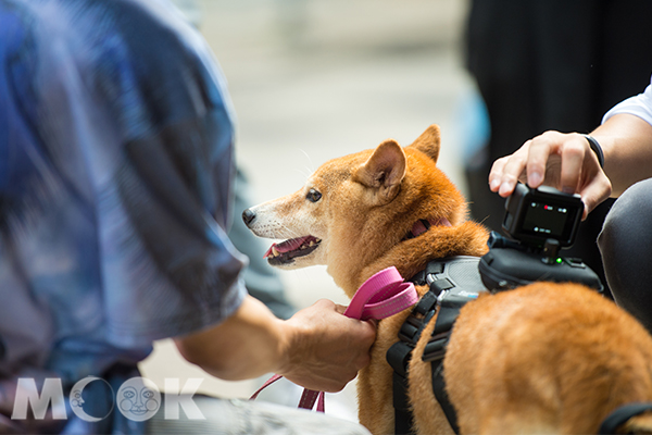 港旅局特別為5位明星柴犬改裝攝影器材。(圖／香港旅遊局)