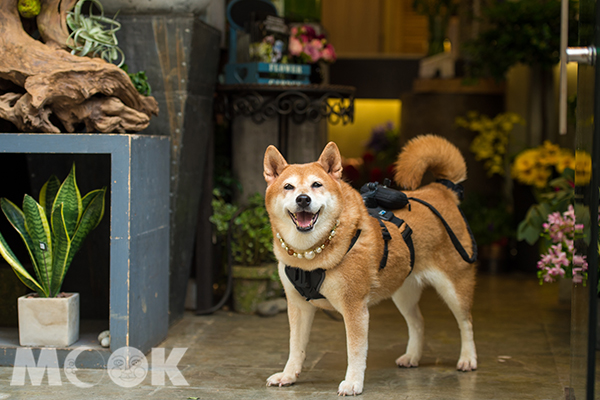 利用狗狗每當開心便會擺尾的天性，其身上的相機便會自動感應及拍攝。(圖／香港旅遊局)