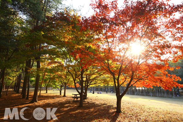除了日本，韓國的楓景也相當美麗 (圖／韓國觀光公社)