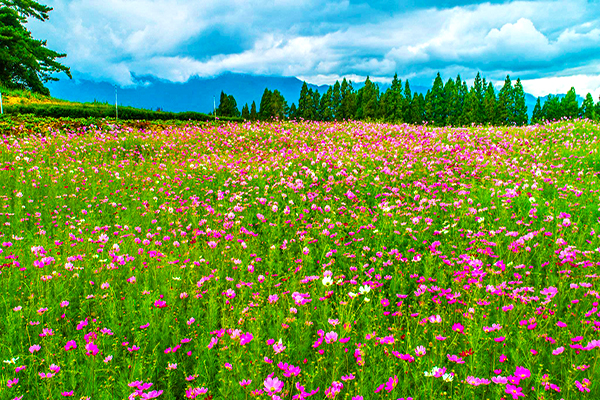 福壽山秋日首波花海  大片波斯菊繽紛盛開