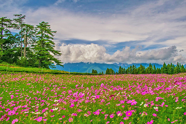 福壽山波斯菊花海 (圖／福壽山農場)