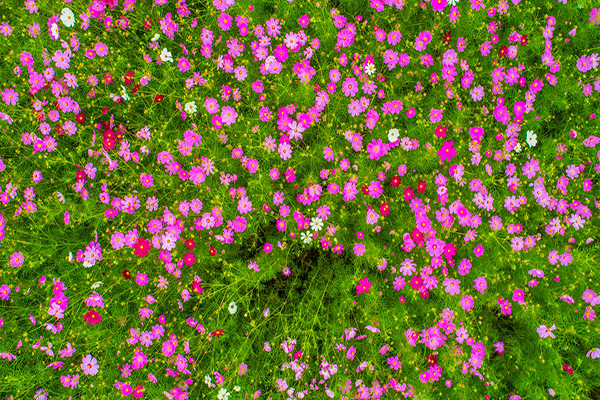 福壽山波斯菊花海 (圖／福壽山農場)