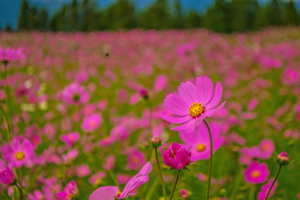 福壽山波斯菊花海 (圖／福壽山農場)