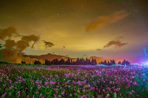 夜晚的福壽山波斯菊花海 (圖／福壽山農場)