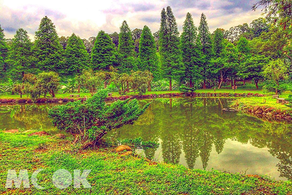 走進歐洲夢幻仙境  全台20處落羽松景點