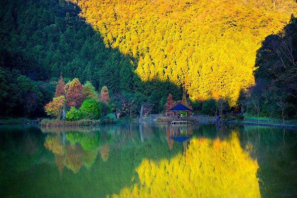 鮮豔繽紛的落羽松林照映在湖面 (圖／力麗馬告生態園區)