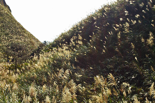 虎頭山登山步道初秋的芒花，像是一片銀色波浪擺動於山谷間 (攝影／廖啟佑)