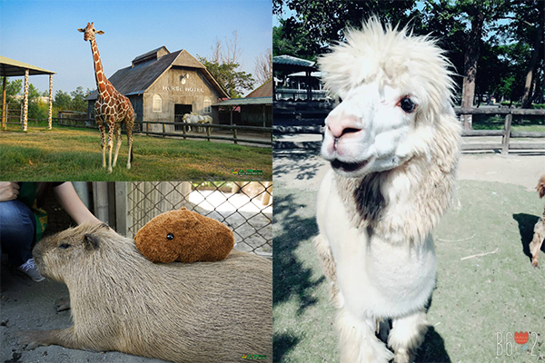 跟草泥馬零距離接觸  長壽級動物園人氣不墜